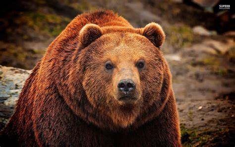 grizzly bear rym